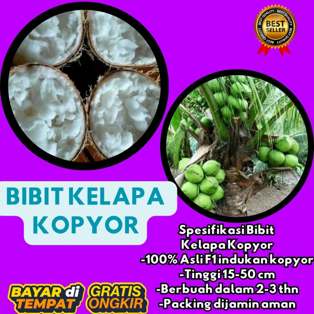 DIJAMIN ASLI  Bibit Kelapa Kopyor Bersertifikat, Bibit Kelapa Kopyor Genjah
