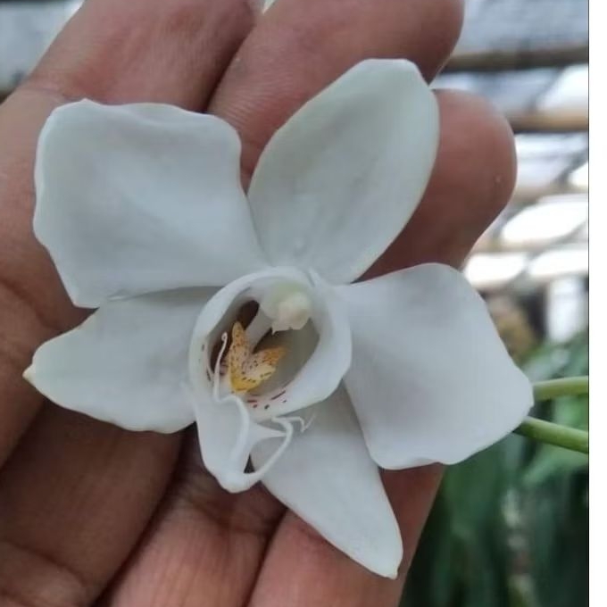 phalaenopsis amabilis papua sp