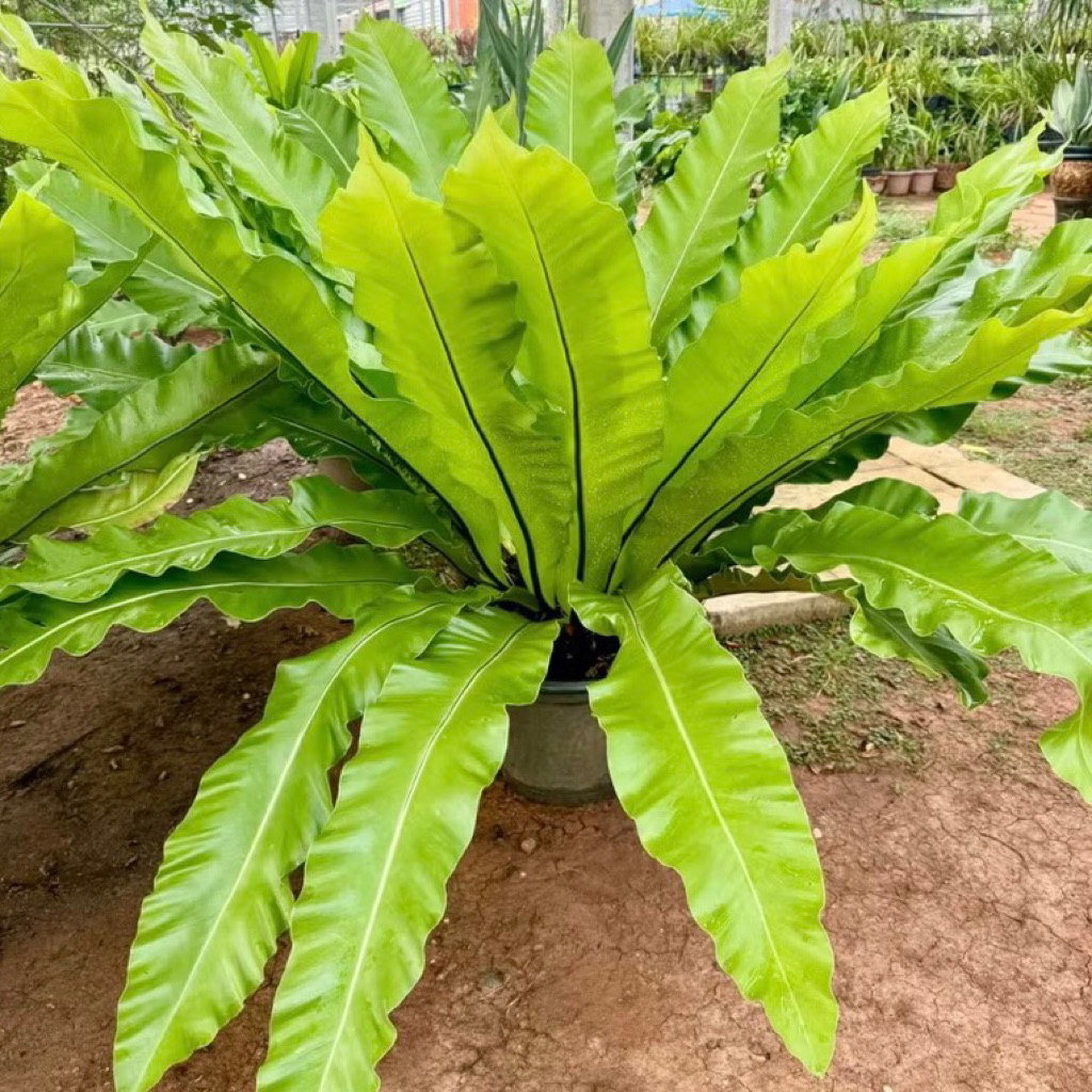 (BIG SIZE) Tanaman Gantung Kadaka paku Sarang Burung JUMBO Siap Pajang Tanaman Hias Kadaka Sarang Bu