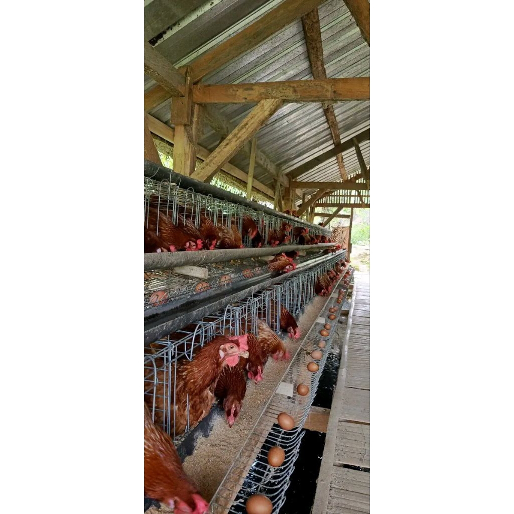 AYAM PETELUR SIAP TELUR