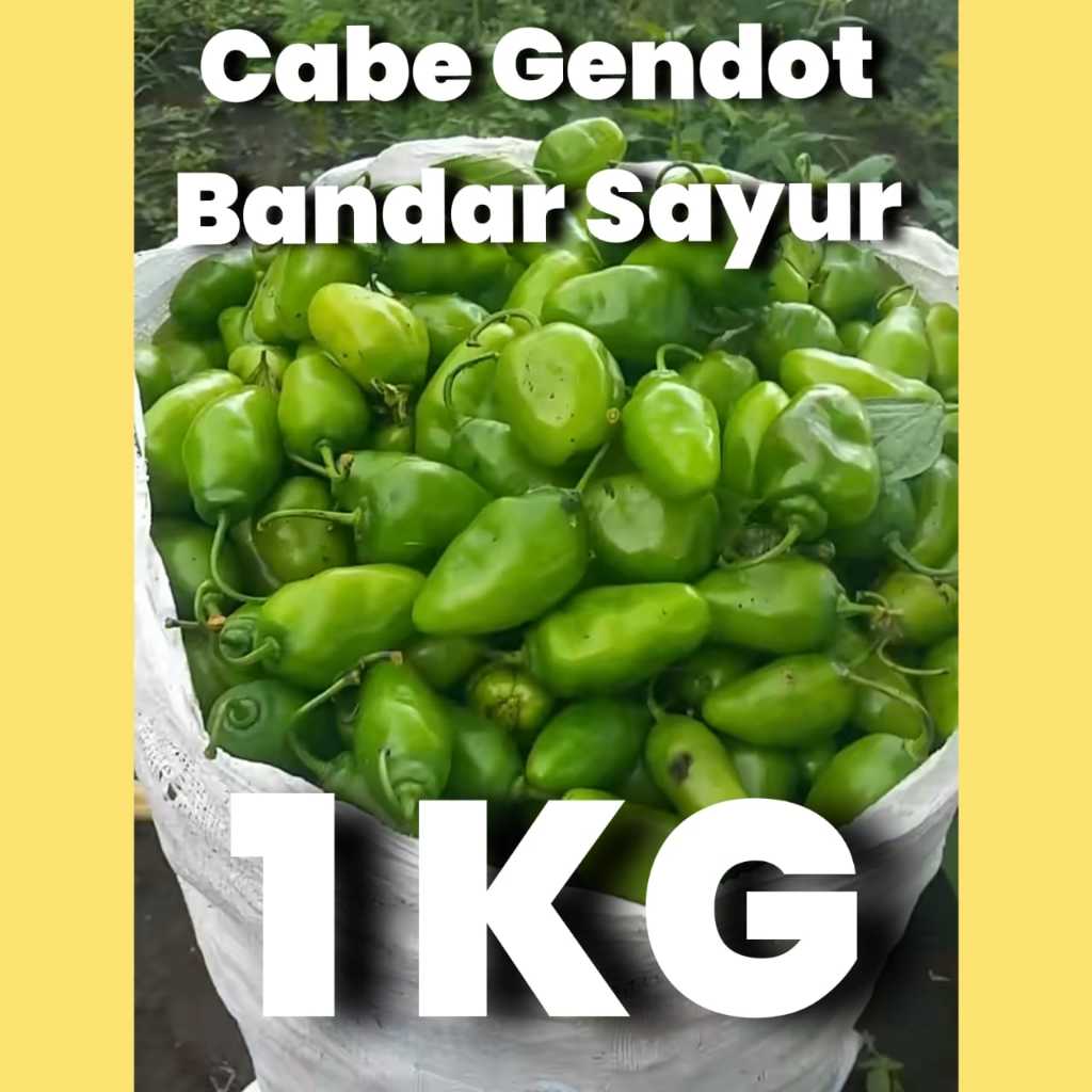 MURAH CABE GENDOT HIJAU FRESH 1 KG // BENDOT // CABAI BENOT ASLI BANDUNG