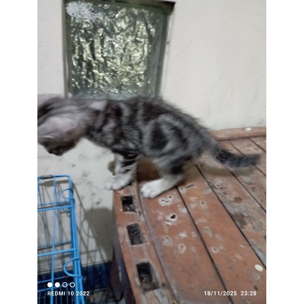 kucing bengal betina cantik