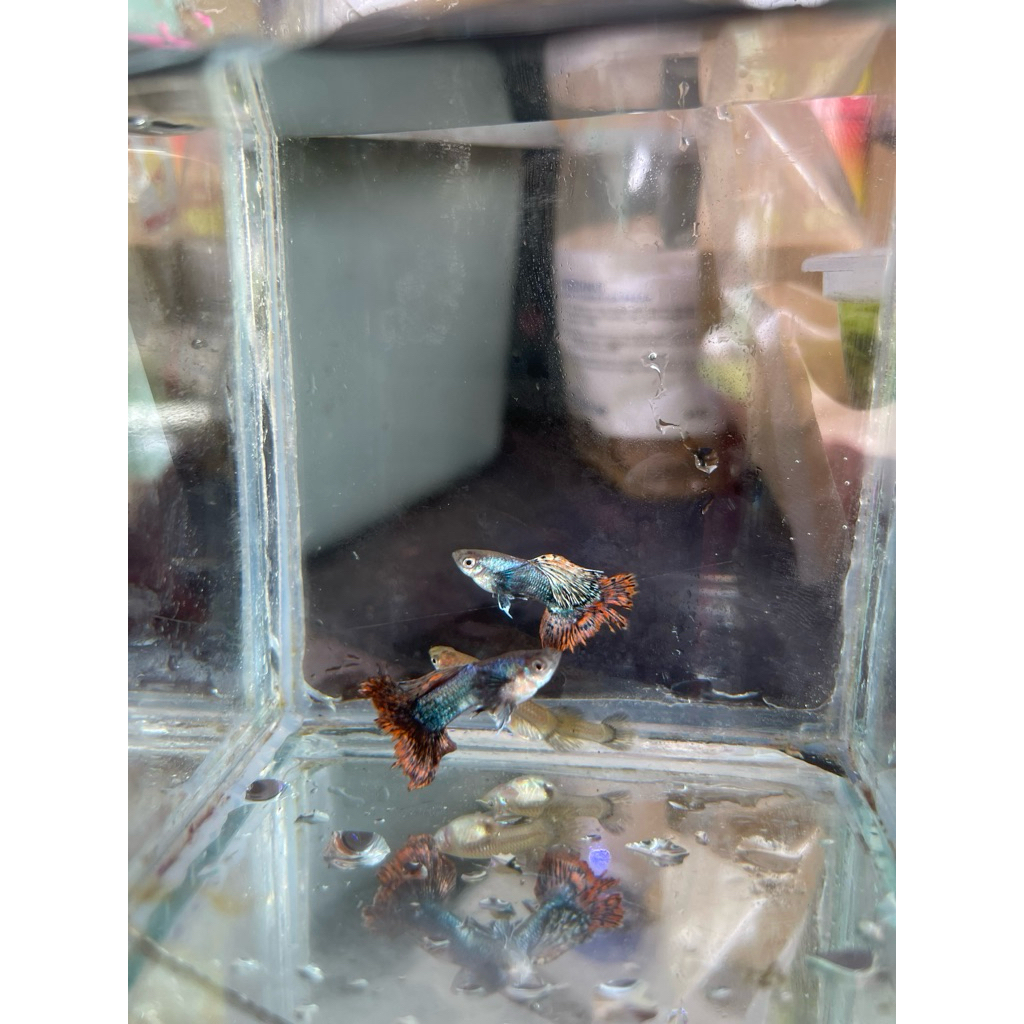 Guppy magenta paket hiasan aquarium