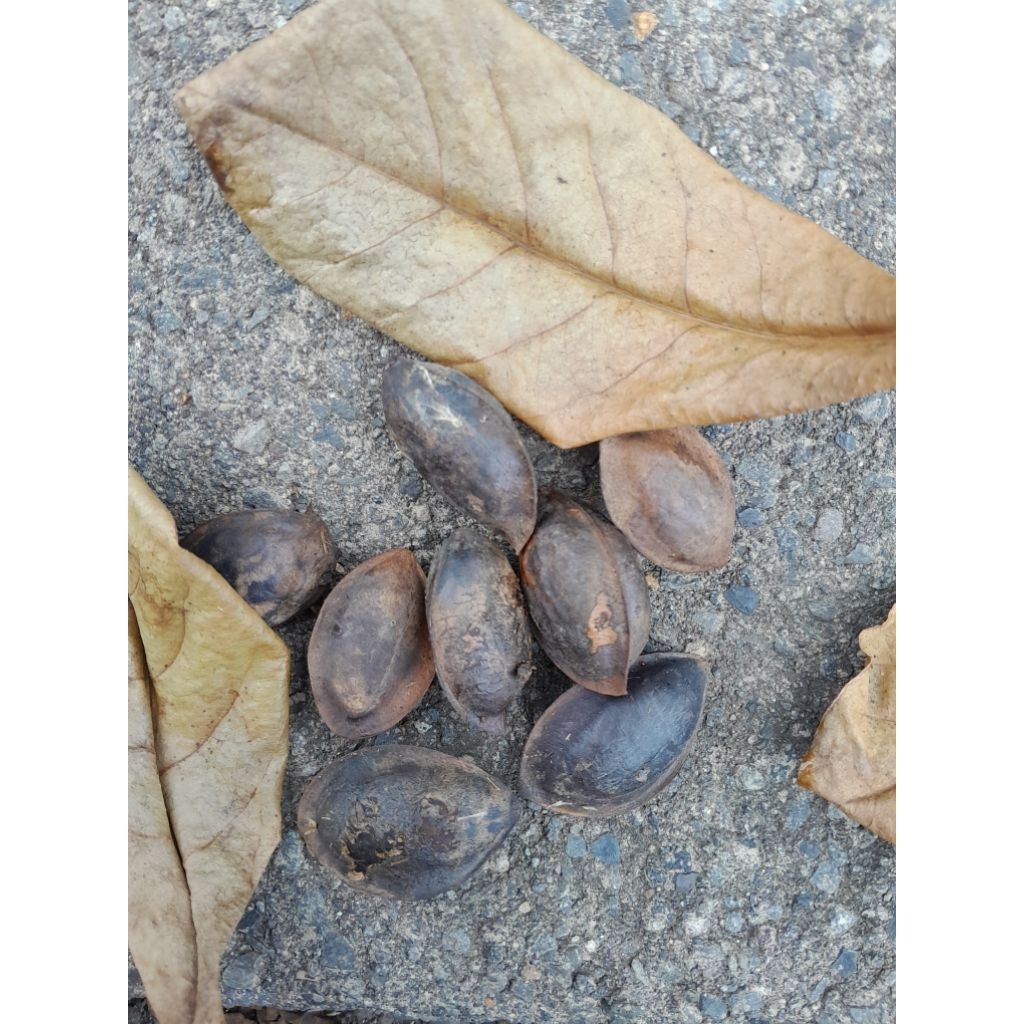 PAKAN BURUNG BIJI POHON KETAPANG