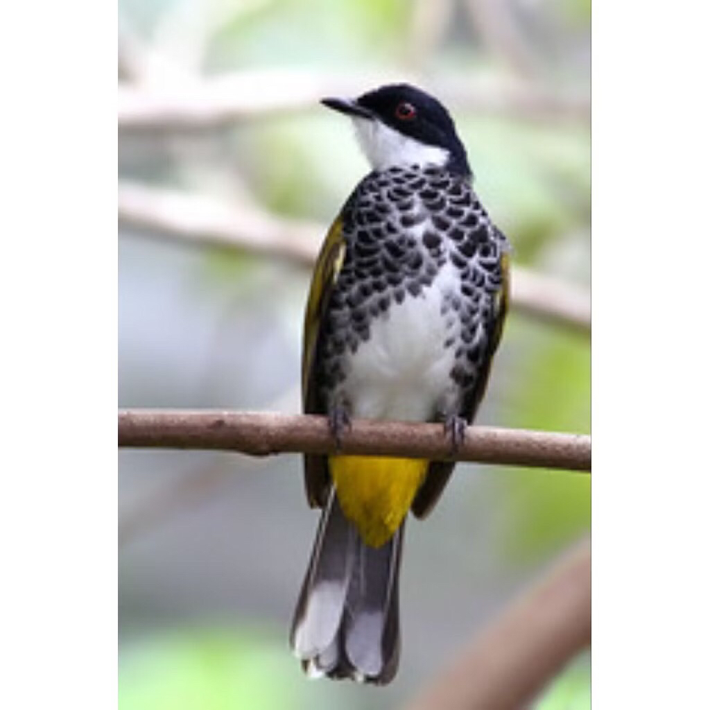 kutilang mutiara pilihan rawatan istimewa