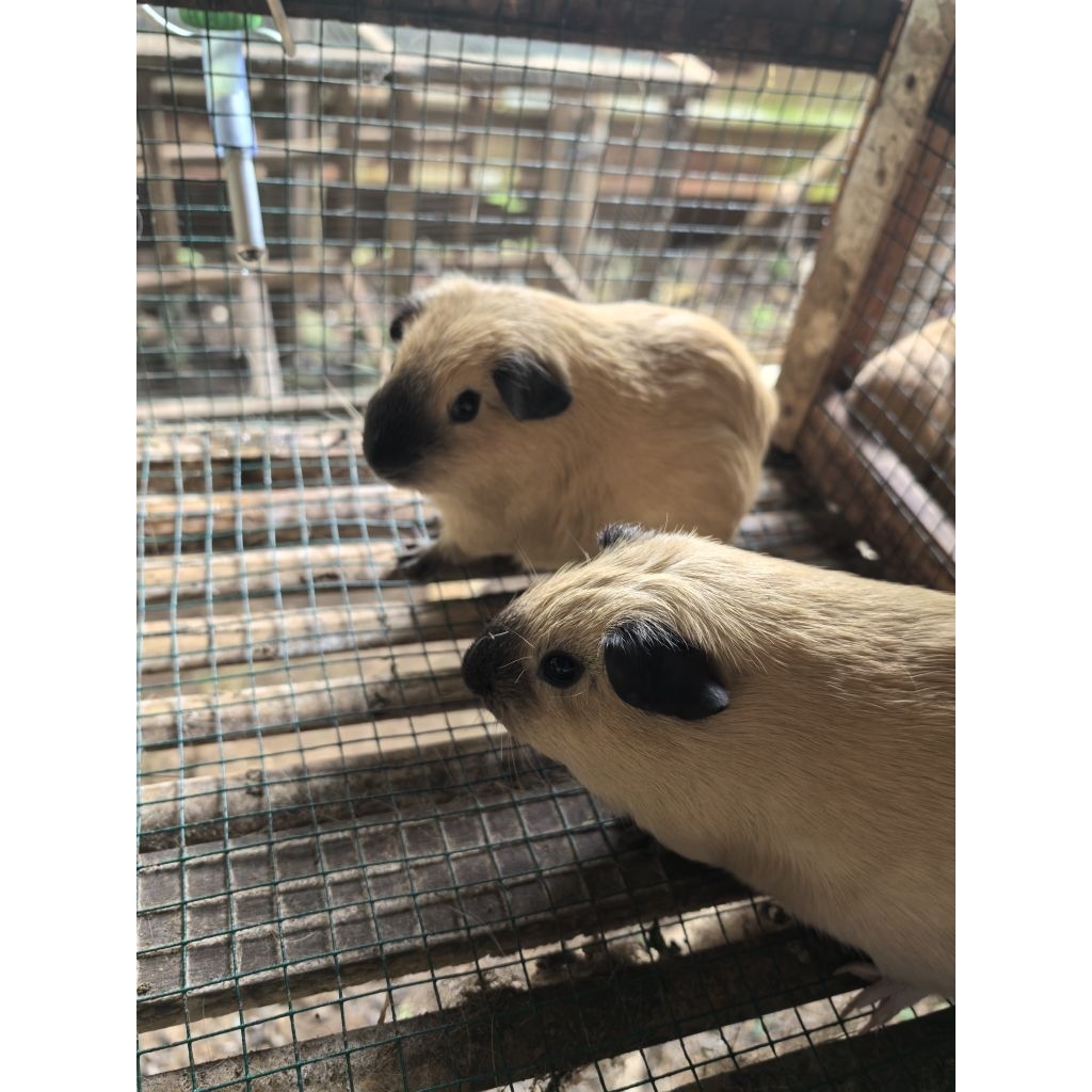 [MURAH] 1 Pasang Marmut California Brown | Marmut Hias Lucu | Guinea Pig California Brown | Californ