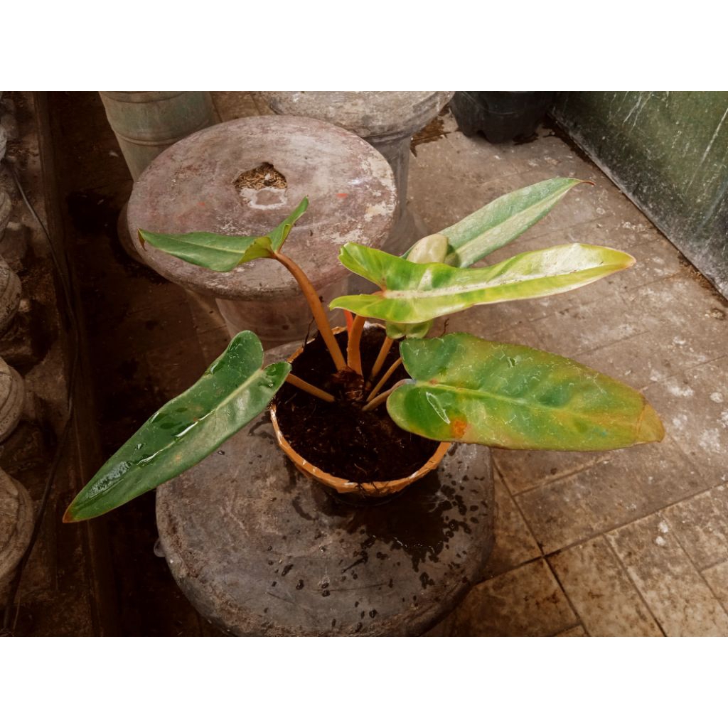 tanaman Billitae Variegata Golden kabel busi Variegata philodendron real picture