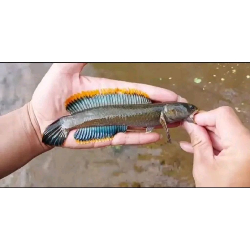 Limbata Gondrong HF  Size 10-16 cm (ASLI Rim tebal?