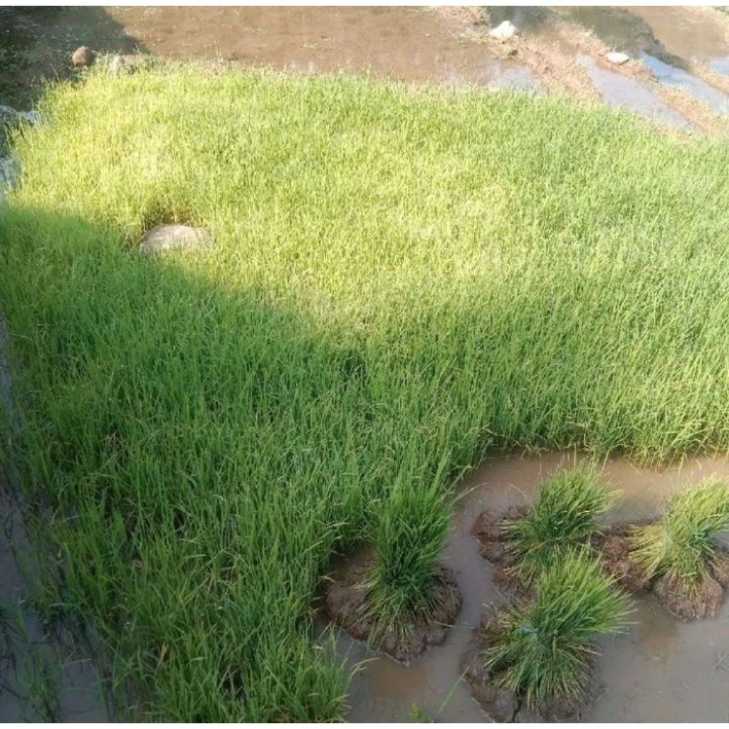 bibit tanaman padi lokal unggul siap tanam 500 bibit per ikat