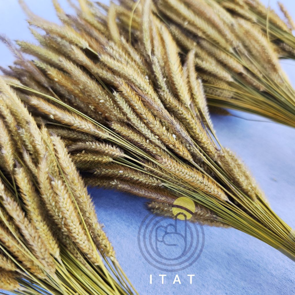 Bunga kerong OSON-OSON NATURAL