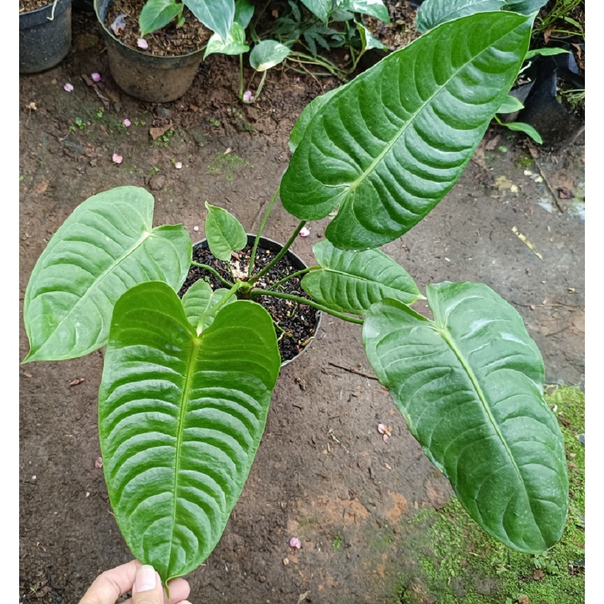 Anthurium Veitchii Ori Kode L / Anthurium Veichii - Anthurium Veitchii - Tanaman Hias Anthurium Veit