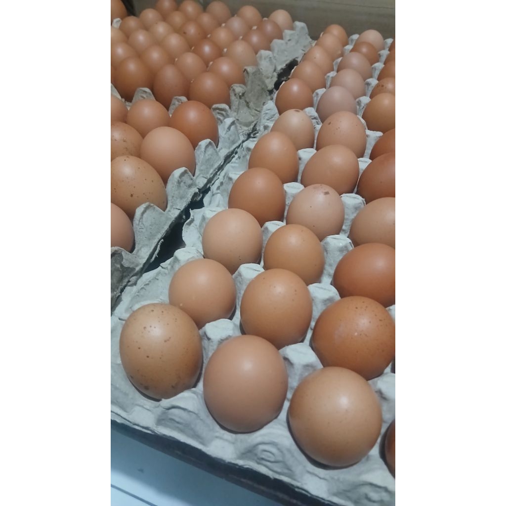 Agen Telur Termurah Jual Telur Ayam 1kg Fresh Dari Peternakan Ready Stock Bahan Kue Warung Makan Dij