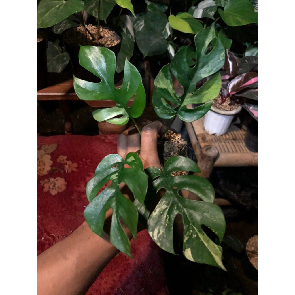 Tanaman Hias Monstera Tetrasperma variegata / Monstera Mini Variegata