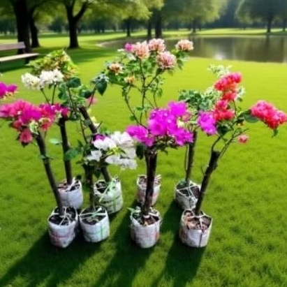 bibit bunga bougenville 5 warna dan 3 warna.batang besar