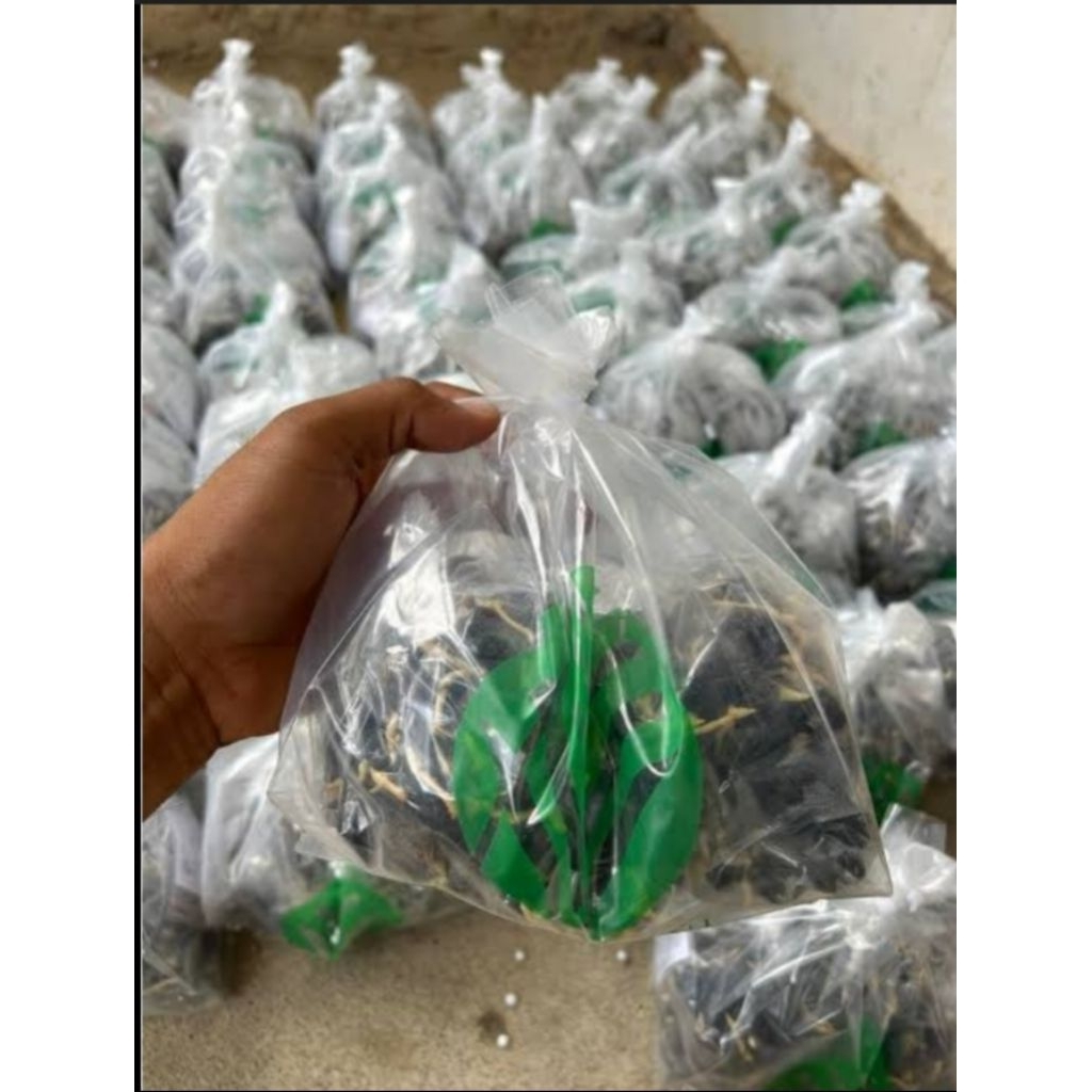 BENIH KECAMBAH SAWIT TN-1