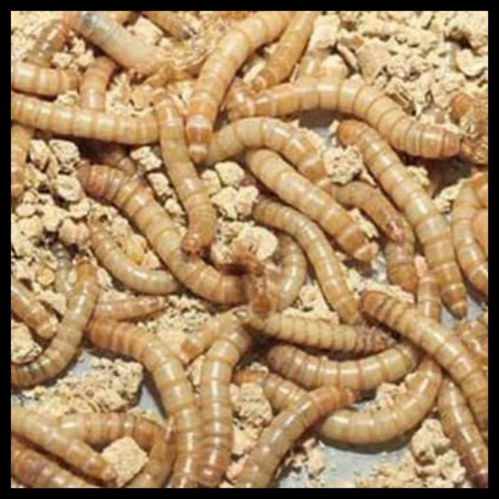 Ulat hongkong pakan chana kaya protein untuk meningkatkan warna ikan