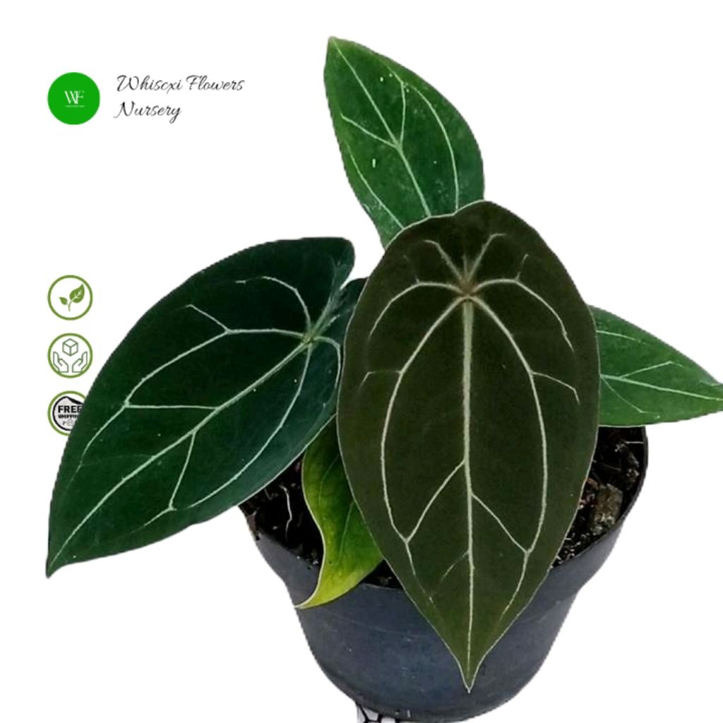 Bibit tanaman anthurium forgetii thunderbolt hybrid