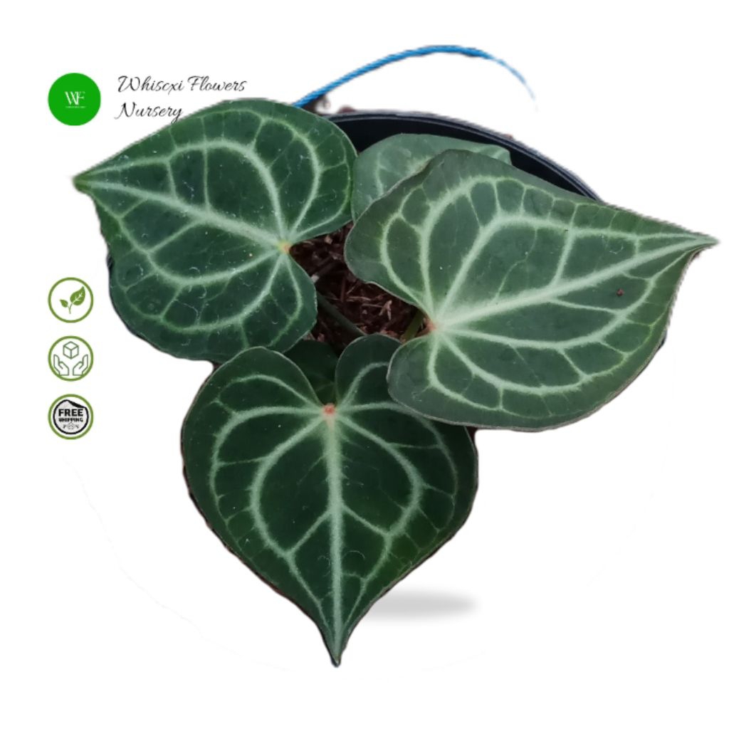 Bibit anthurium clarinervium manik merah