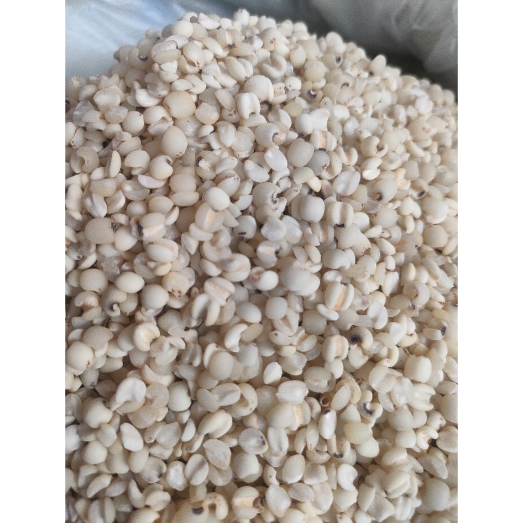 Hanjeli/Jali Jali Lokal/Barley
