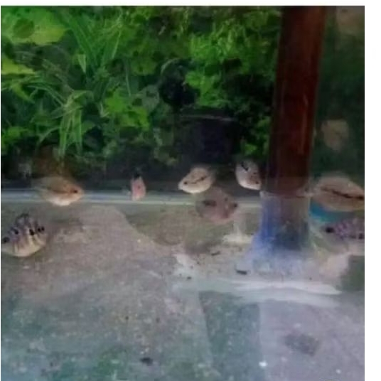 LOUHAN BONSAI UKURAN 3-5 CM