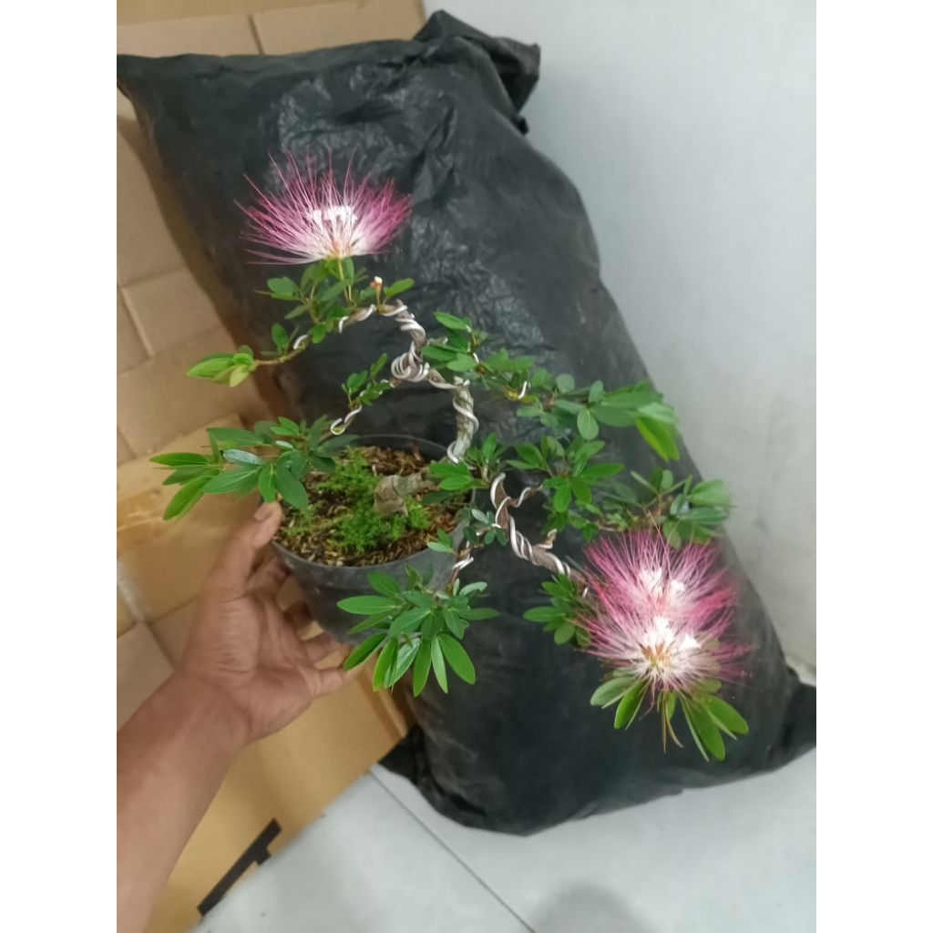 bonsai Kaliandra Surinameensis SUDAH JADI (bunga merah putih)