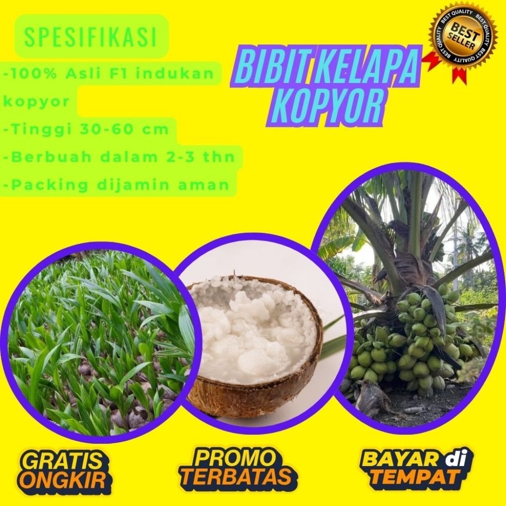 POHON PENDEK  Bibit Kelapa Kopyor Harga, Bibit Kelapa Kopyor Jelly, Bibit Kelapa Kopyor Jelly Thaila