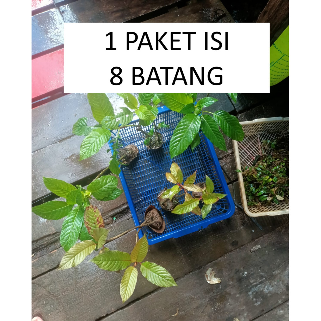 BIBIT POHON Teh super hijau