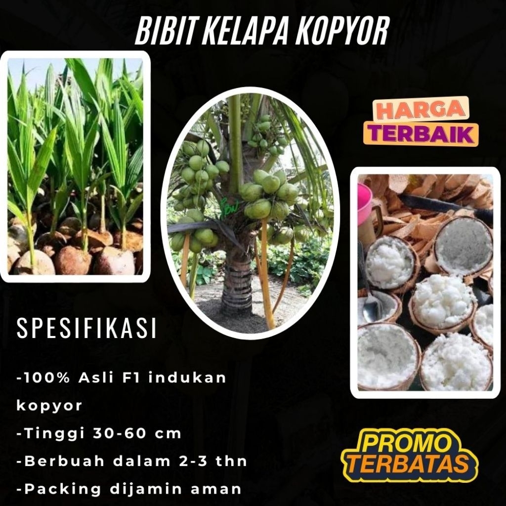 TERBAIK  Pohon Kelapa Kopyor Harga, Pohon Kelapa Kopyor Jelly, Pohon Kelapa Kopyor Jelly Thailand