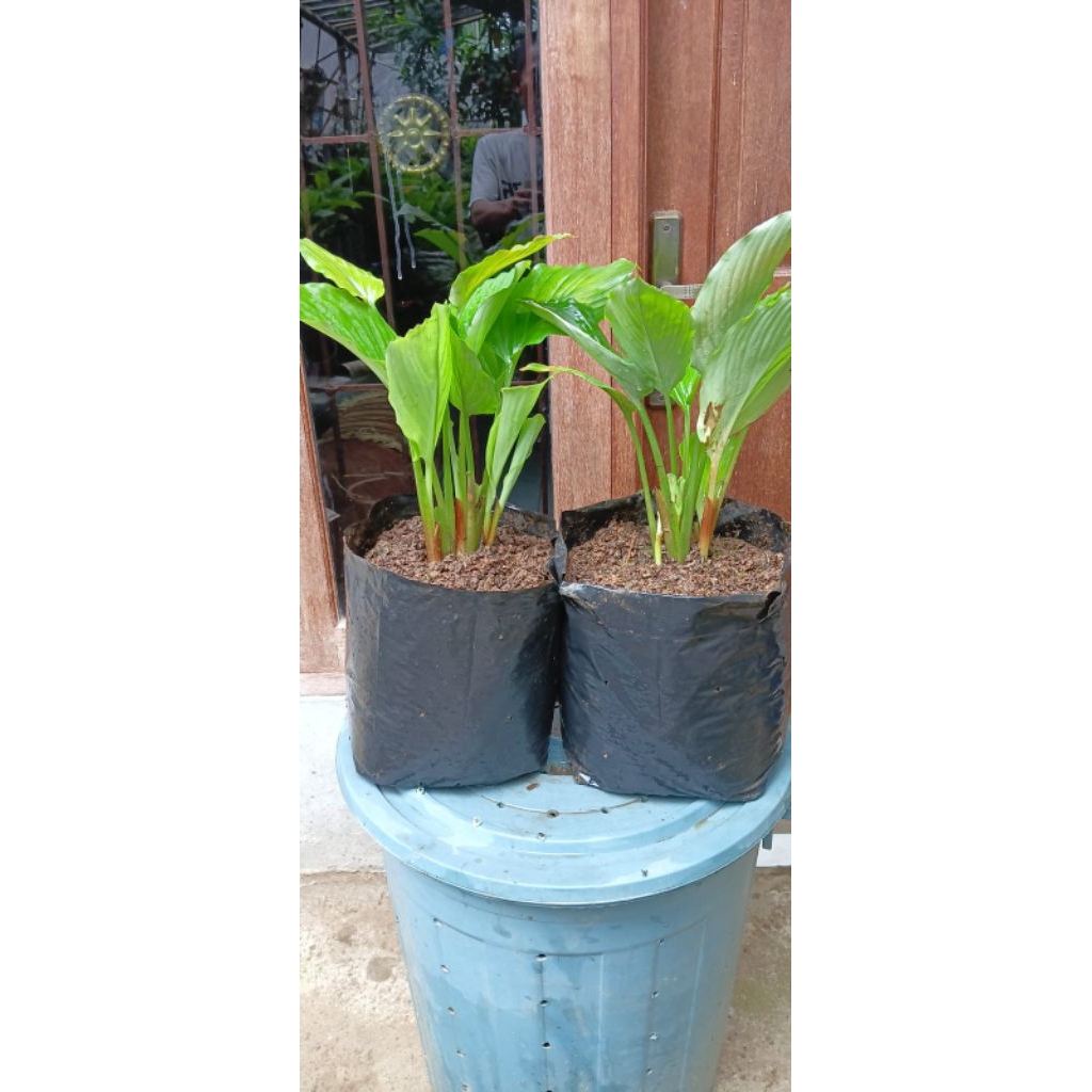 rempang kunyit hitam