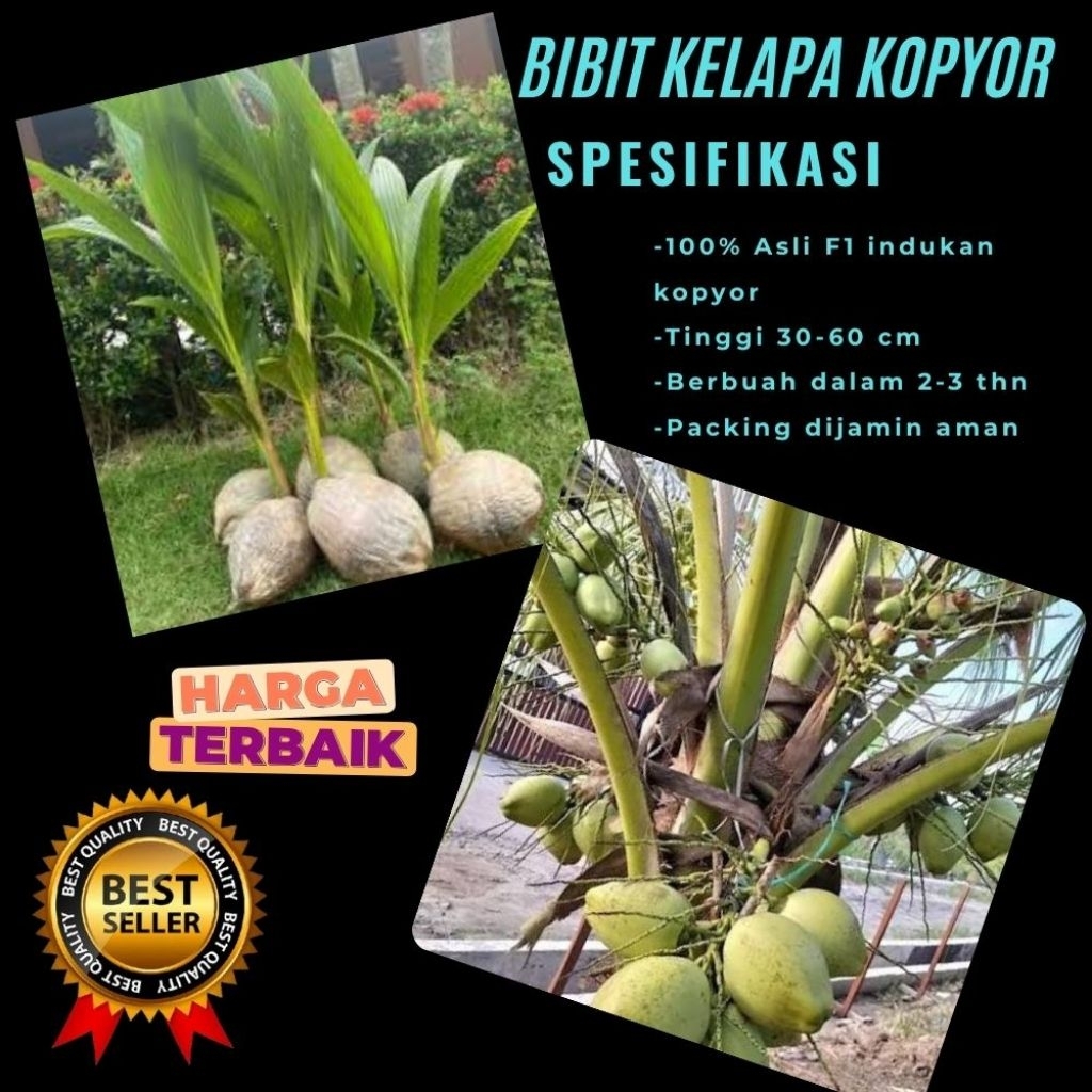 LANGSUNG DARI INDUKAN  Bibit Kelapa Kopyor Asli