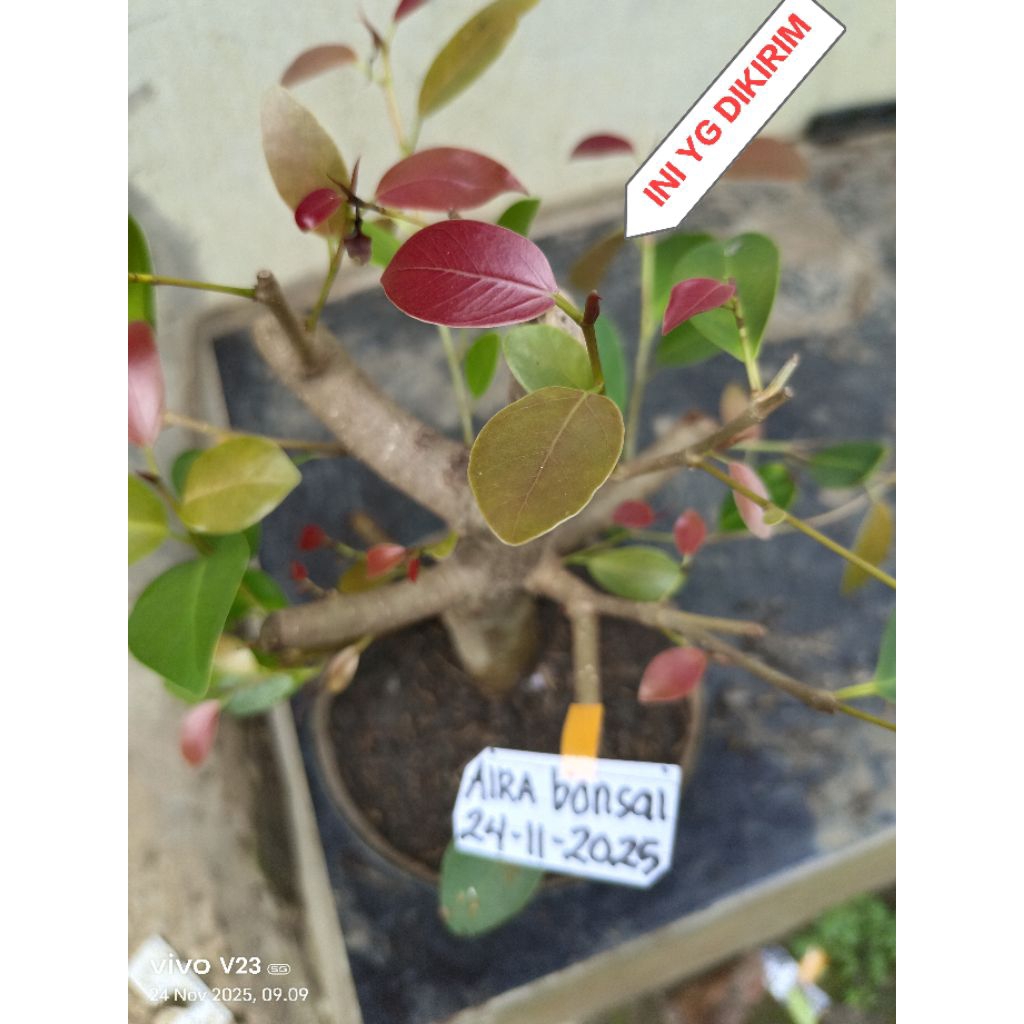 bahan bonsai iprik silver pucuk merah