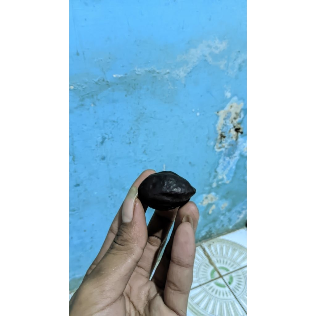 Kemiri adu jenis jayanti anredi