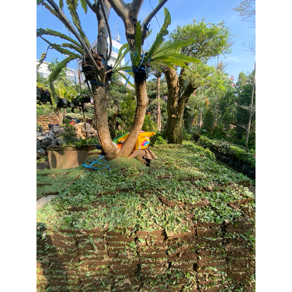 Rumput Jepang & Rumput Gajah Mini tanaman hidup asli bukan sintetis