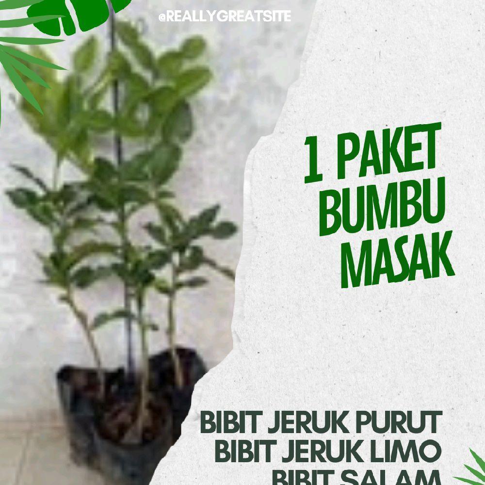 Bibit jeruk purut, jeruk limo dan bibit salam tinggi 60cm 1 paket 3 bibit bonus pupuk