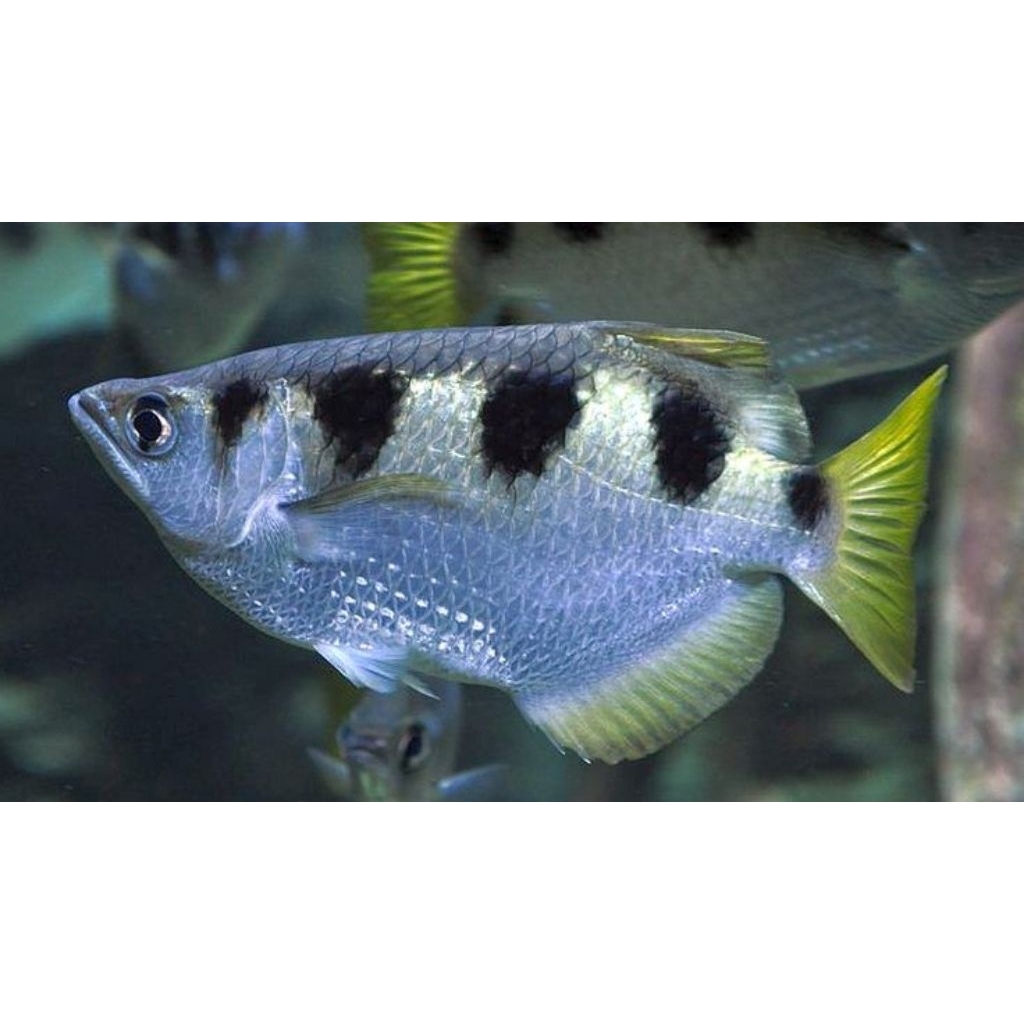 Ikan Sumpit / Archer Fish / Ikan Pemanah Jumbo Air Tawar