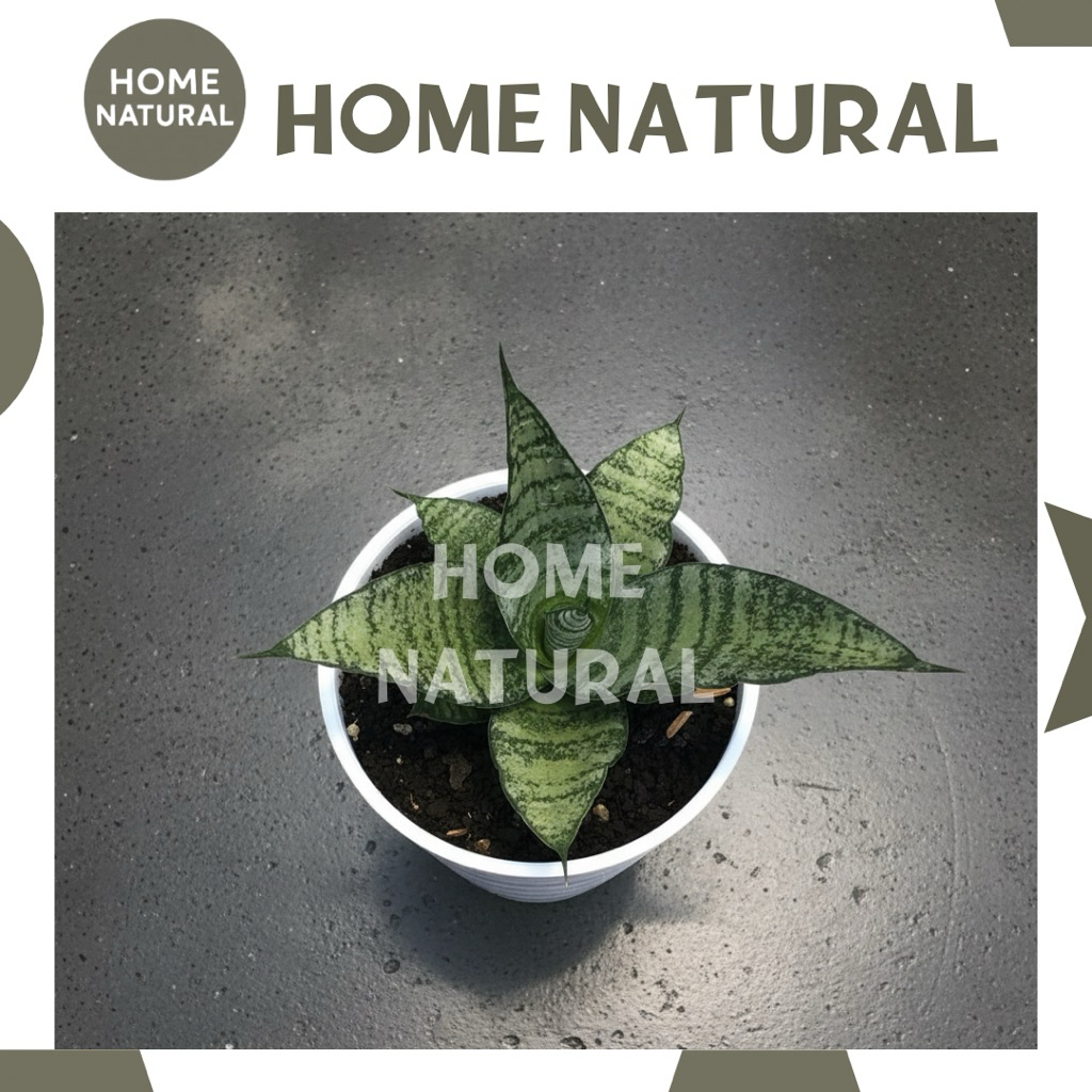 Sansivera Mini Hijau / Lidah Mertua Mini /Sansivera Kodok