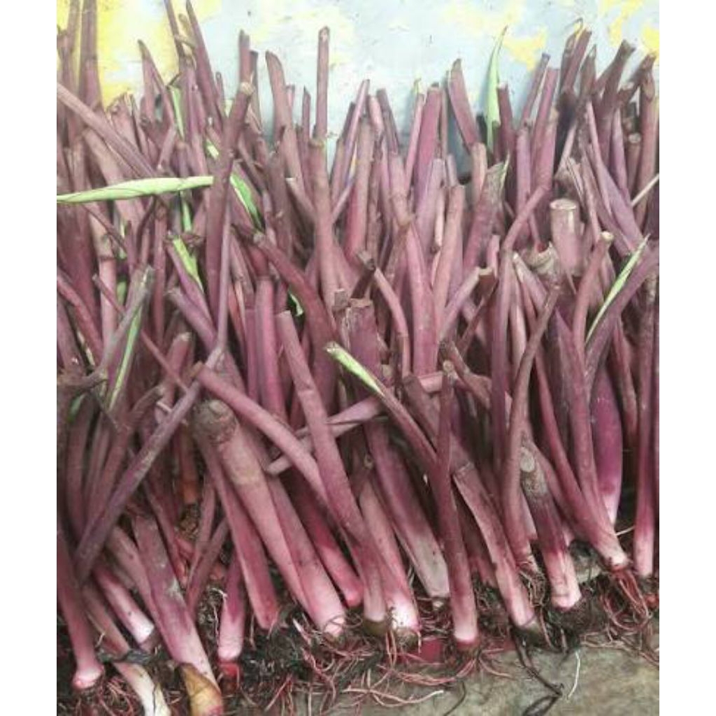 bibit talas ungu / bibit talas bogor per 10 batang