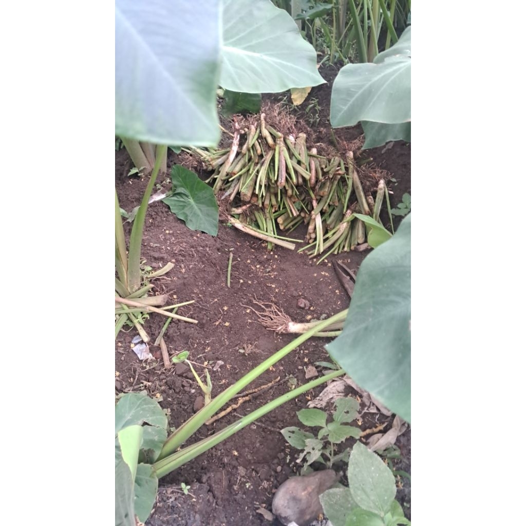 BIBIT TALAS PRATAMA 1 BIBIT BENTUL P1