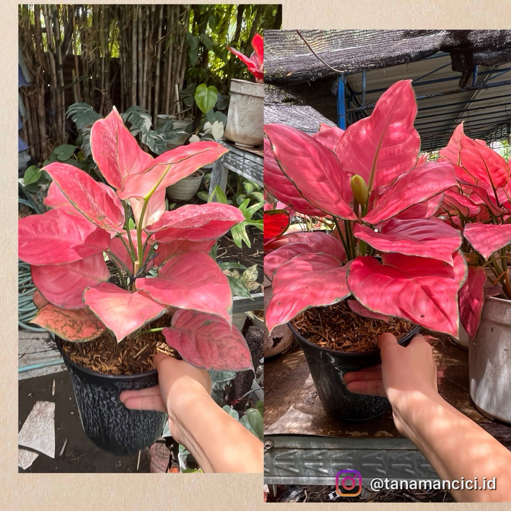 tanaman hias Aglonema on pot putih real pict ready Surabaya