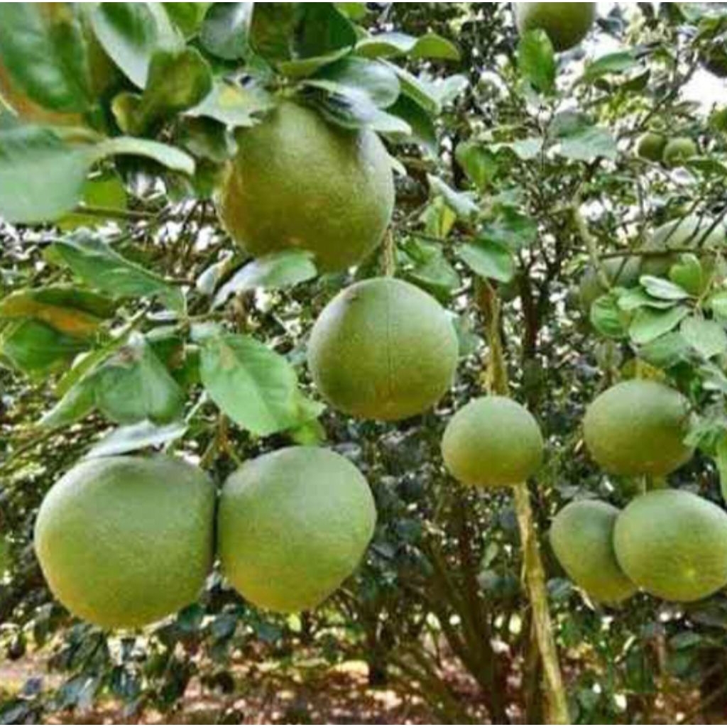 Bibit jeruk bali okulasi