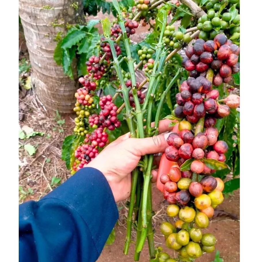 Entres Kopi Robusta Klon Arsyad 20 Ranting Entres Kopi Robusta Lampung Tunas Raja Unggulan Siap Stek