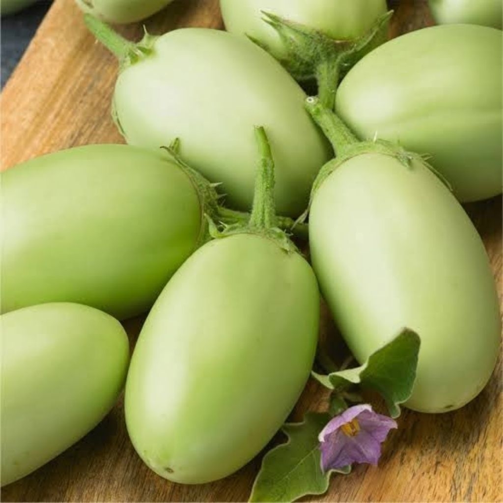 150 BUTIR BIJI | BENIH TERONG LONJONG HIJAU JUMBO