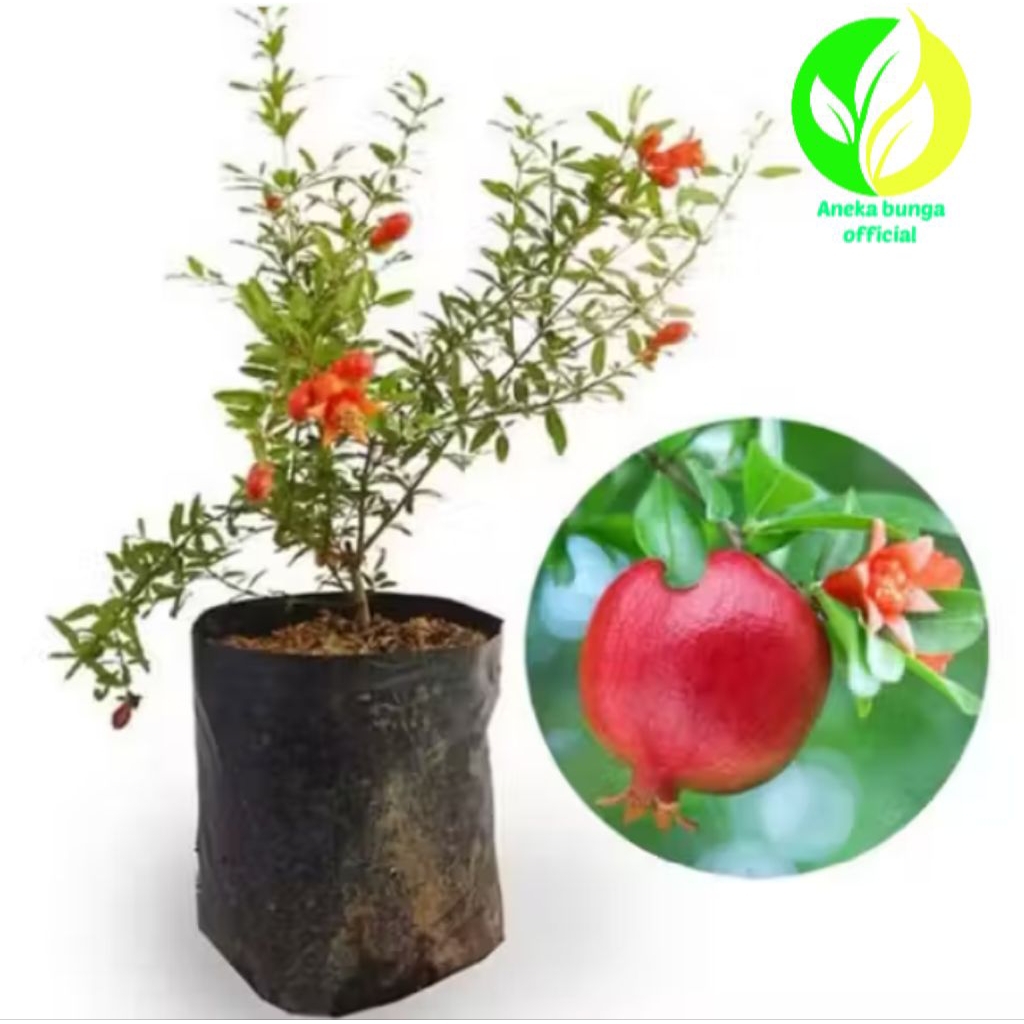 POHON BUAH DELIMA MERAH / TANAMAN BUAH DELIMA BANGKOK MERAH