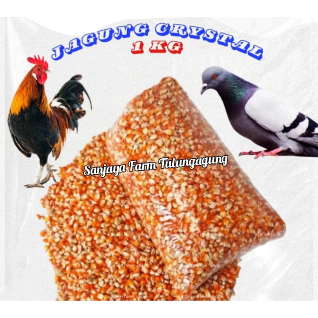 Jagung Kristal 1kg jagung kecil pakan ayam burung merpati dara dll