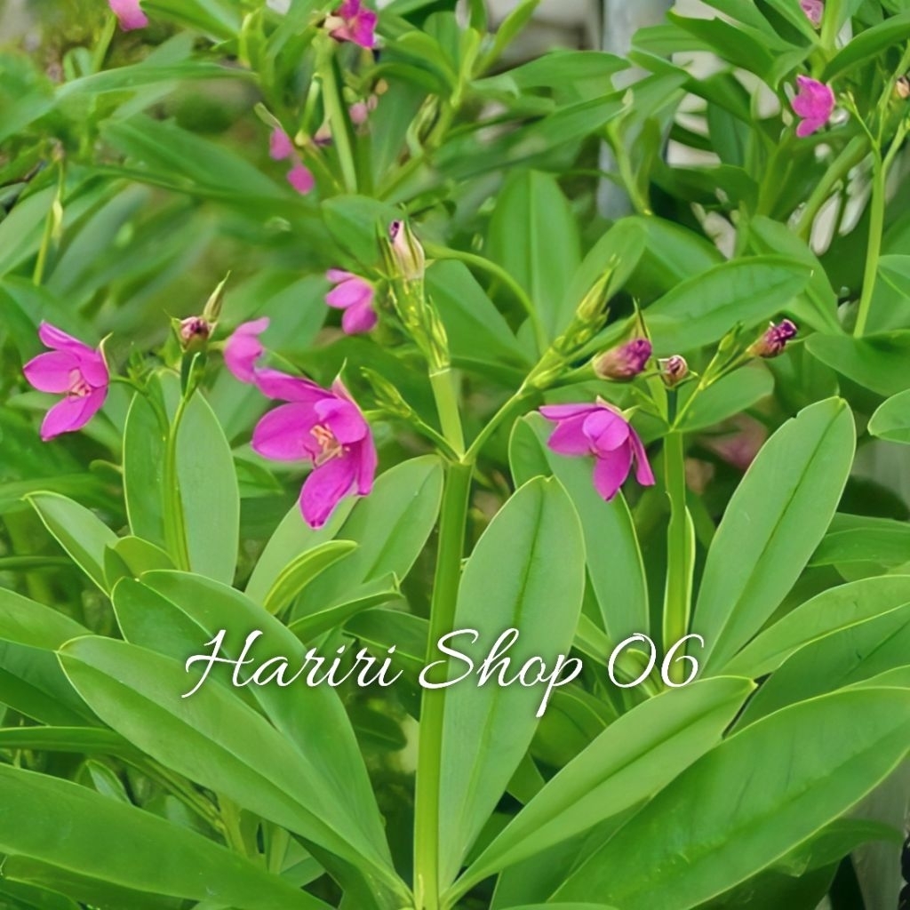 Tanaman Herbal Ginseng Jawa/Pohon Ginseng Jawa-(Talinum Paniculatum) Bisa COD