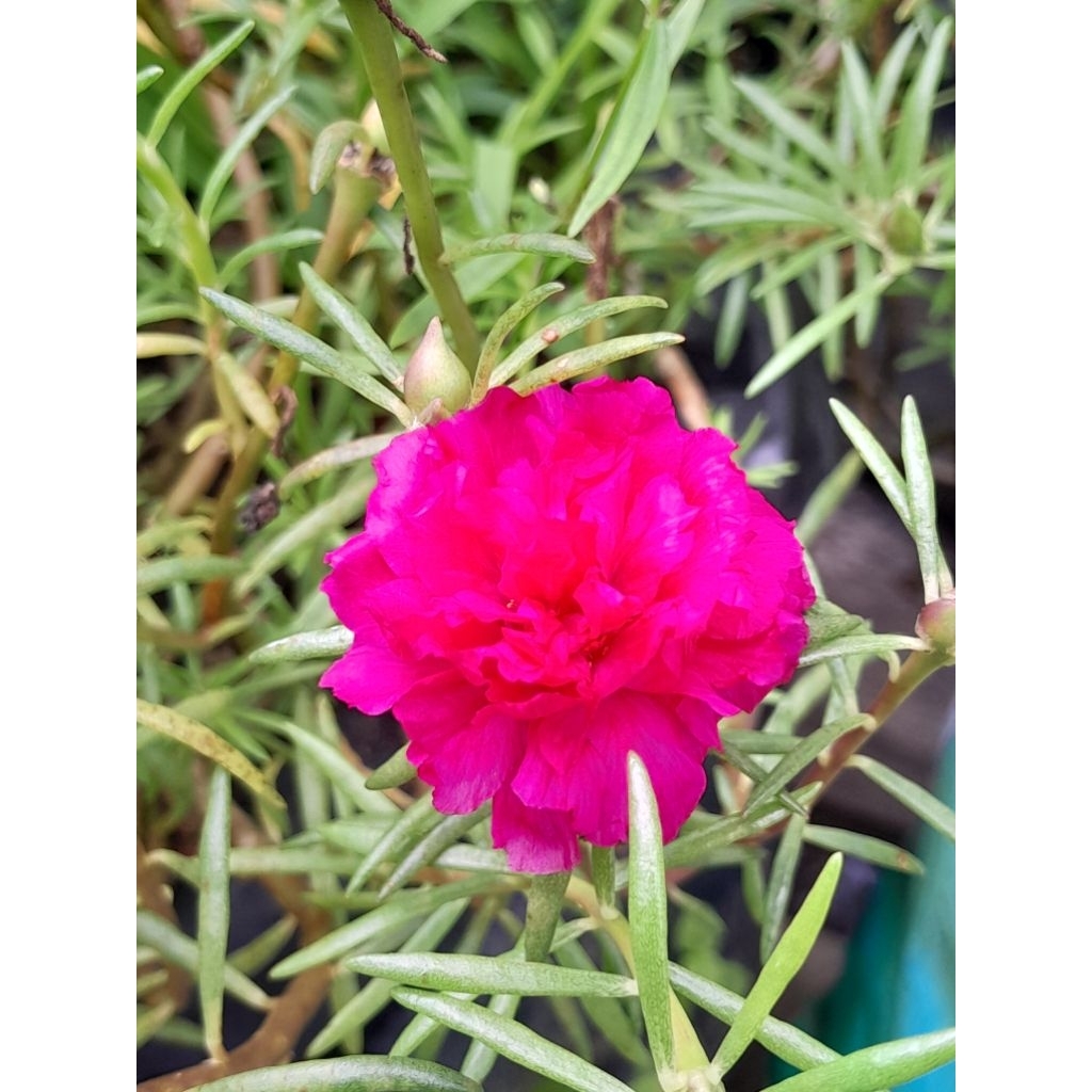 krokot tumpuk warna merah/ bunga jam 9/jenis bunga tumpuk daun runcing/merah