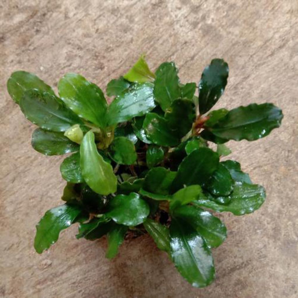 Buce media wabikusa tanaman hias akuarium/aQuascape Buce phalandra mini coin