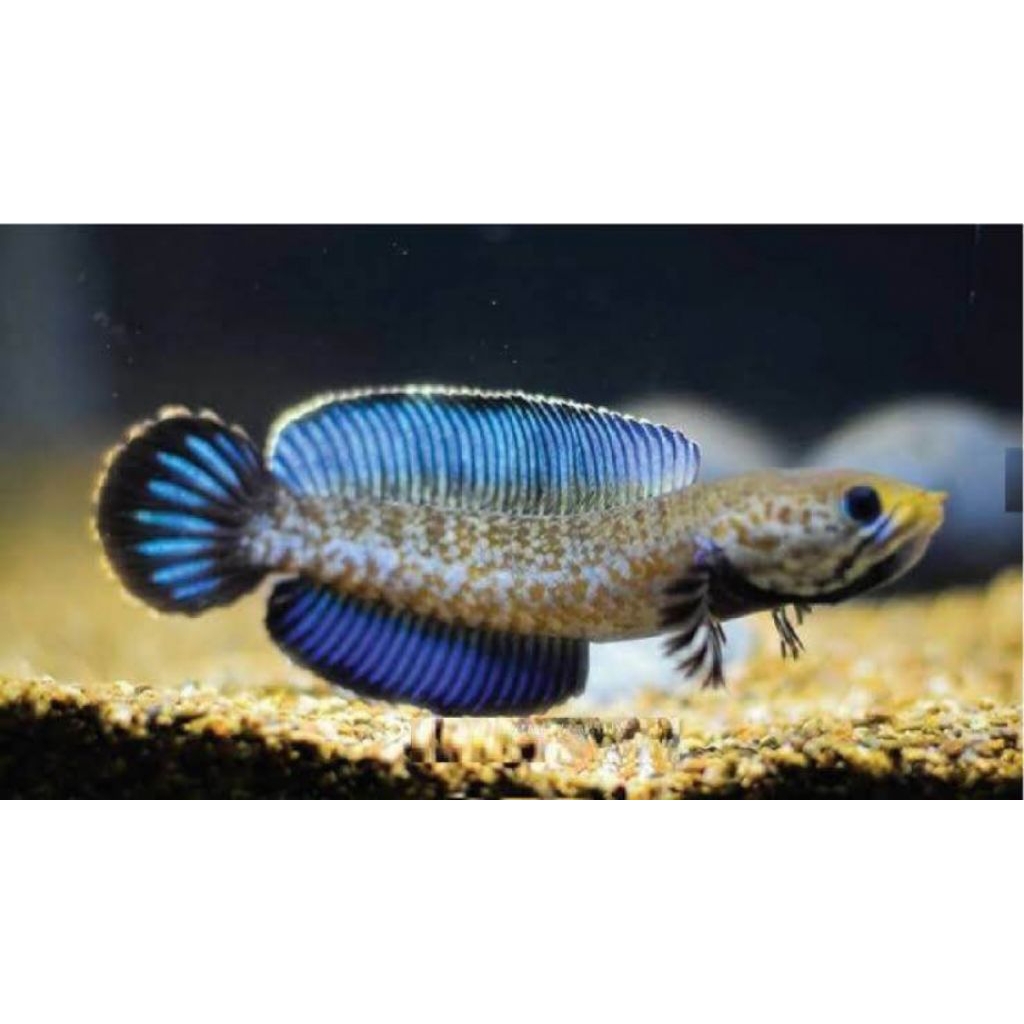 Channa Blue Pulchra 15-17 cm