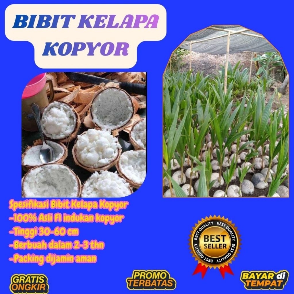 TERPERCAYA  Bibit Kelapa Kopyor Trubus