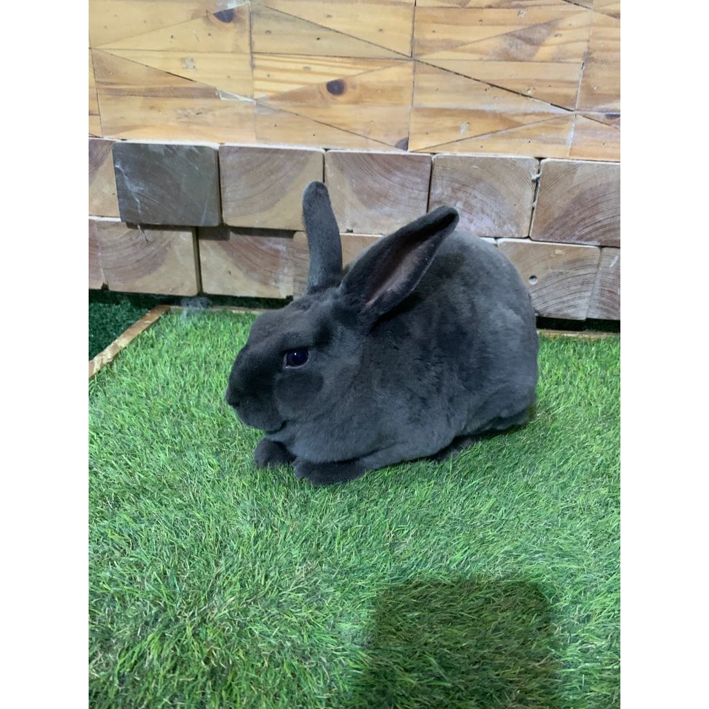 Kelinci Mini Rex Jantan warna Solid | Kelinci Minirex Jantan Bulu Lembut